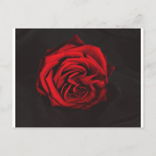 rote Rose Postkarte