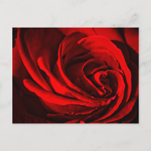 Rote Rose Postkarte