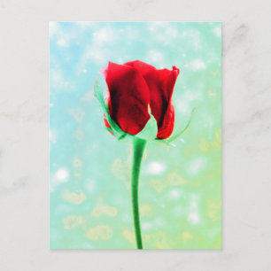 Rote Rose Postkarte