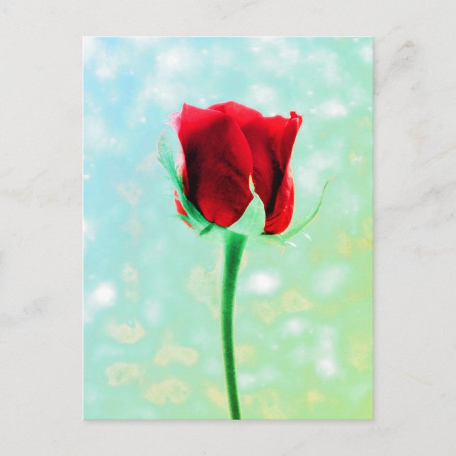 Rote Rose Postkarte (Vorderseite)