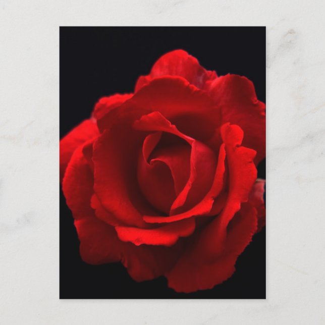 Rote Rose Postkarte (Vorderseite)