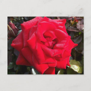 Rote Rose Postkarte