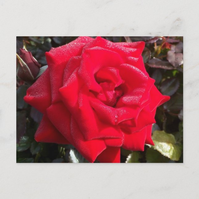 Rote Rose Postkarte (Vorderseite)
