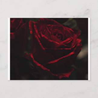 rote Rose Postkarte