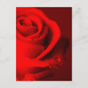 Rote Rose Postkarte