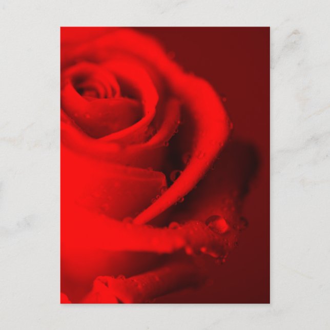 Rote Rose Postkarte (Vorderseite)