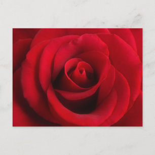 rote Rose Postkarte