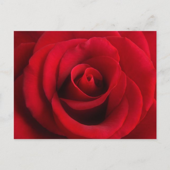 rote Rose Postkarte (Vorderseite)