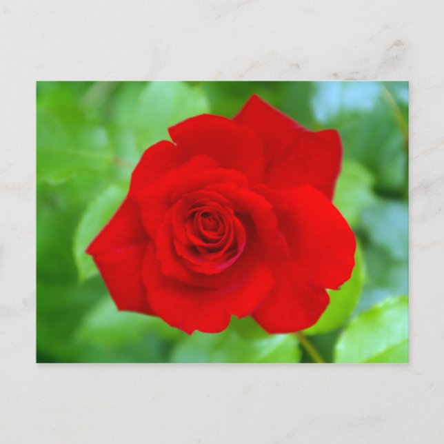 Rote Rose Postkarte (Vorderseite)