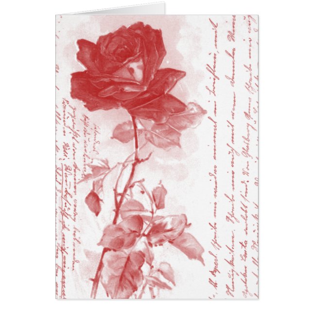 Rote Rose Postkartendesign (Vorne)