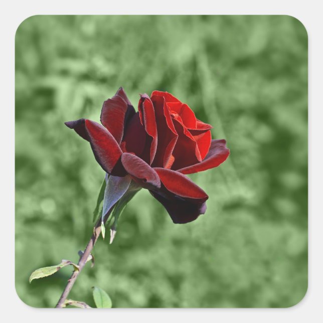 Rote Rose Quadratischer Aufkleber (Vorderseite)