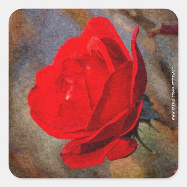 Rote Rose Quadratischer Aufkleber (Vorderseite)