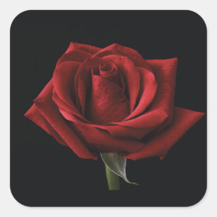 Rote Rose Quadratischer Aufkleber