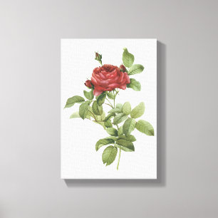 rote Rose (Rosa gallica pontiana) von Redouté Leinwanddruck