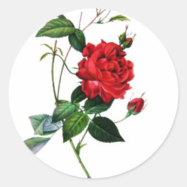 Rote Rose, Rosa inermis, P.J.Redoute Runder Aufkleber