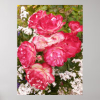 Rote Rose Rose Weißblütengarten Poster