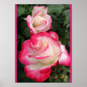 Rote Rose Rosen Floral Blumen Garten Poster