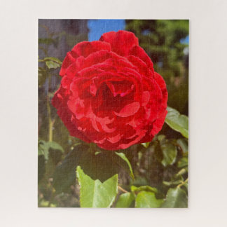 Rote Rose, San Mateo