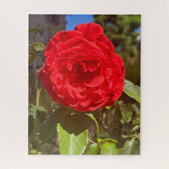 Rote Rose, San Mateo (Vertikal)