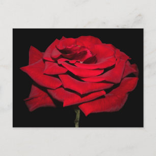 rote Rose - Schwarz Postkarte