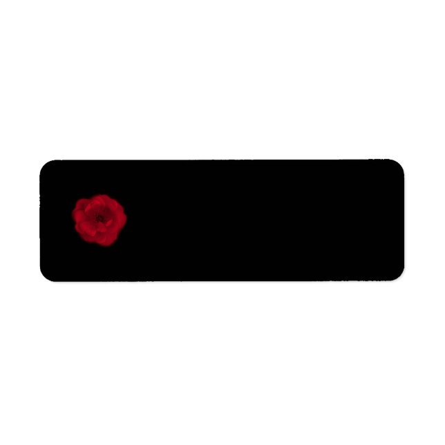 Rote Rose. Schwarzer Hintergrund. (Vorne)