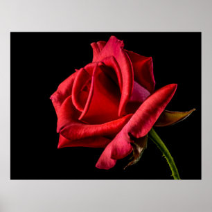 Rote Rose schwarzer Hintergrund Poster
