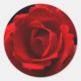 Rote Rose stkcnm Runder Aufkleber