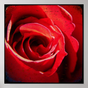 ROTE ROSE TTV POSTER