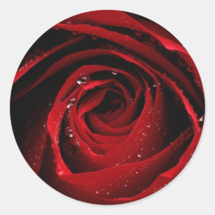 Rote Rose Umschlag Aufkleber