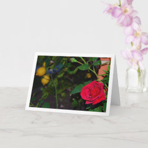 Rote Rose und Zitronen Karte