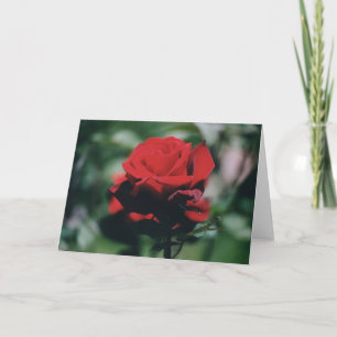 Rote Rose Urlaubskarte Feiertagskarte
