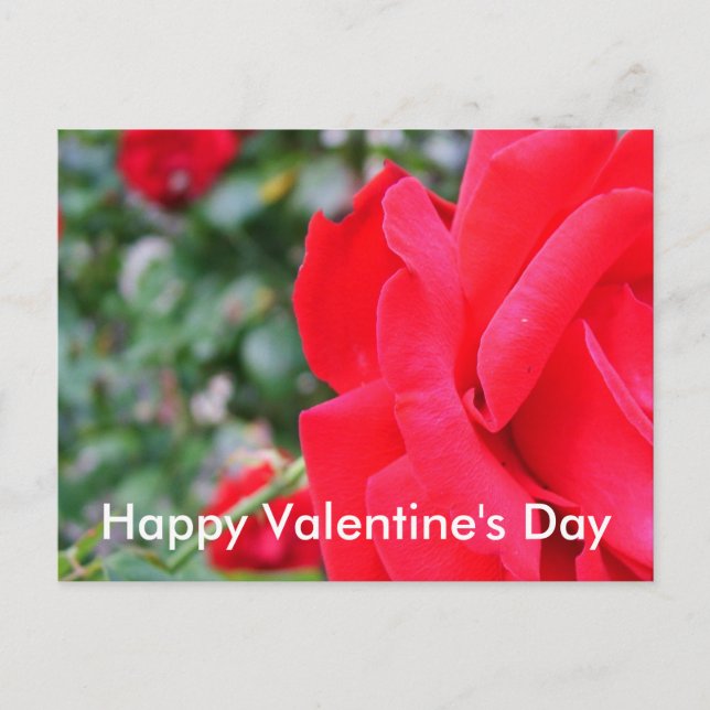 Rote Rose, Valentinstag Feiertagspostkarte (Vorderseite)