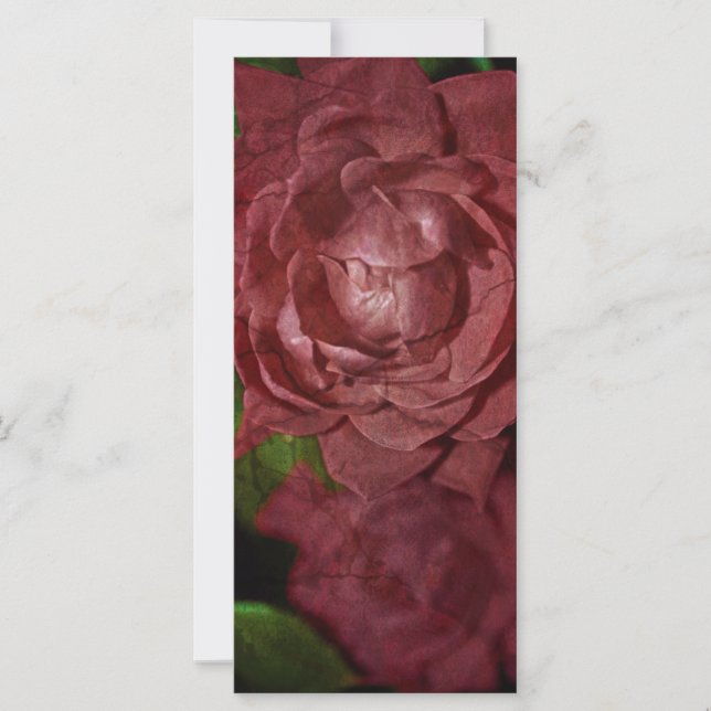 Rote Rose von Shirley Taylor (Vorderseite)