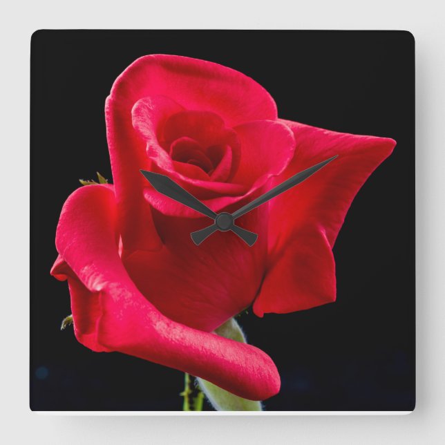 ROTE ROSE Wand-Uhr Quadratische Wanduhr (Vorderseite)