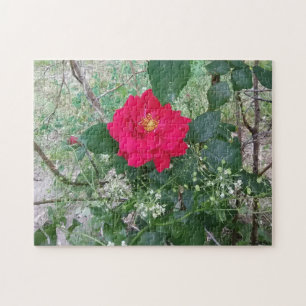 Rote Rose Weiße Blume