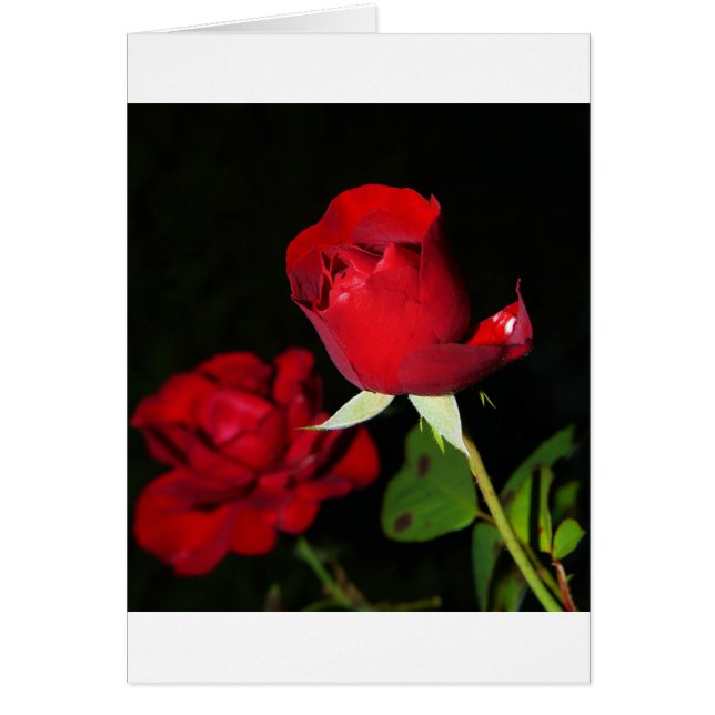 Rote Rosen (Vorne)
