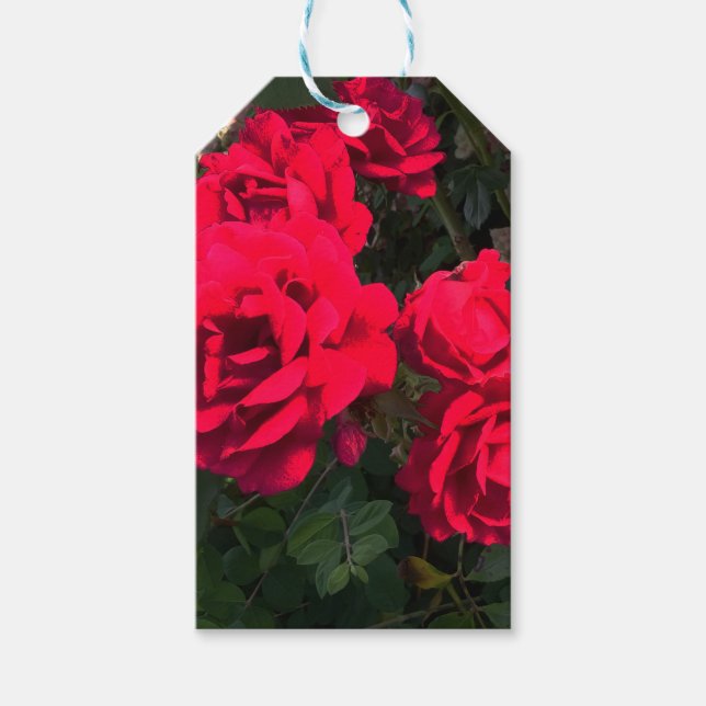Rote Rosen blühen Geschenkanhänger (Vorderseite)