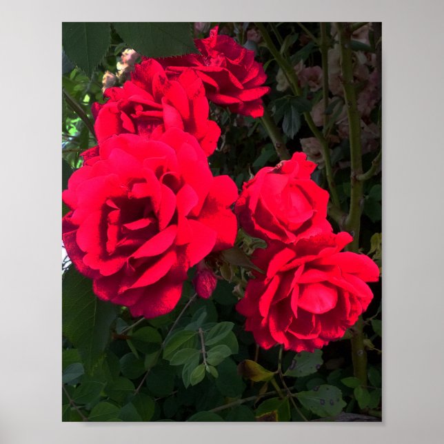 Rote Rosen blühen Poster (Vorne)