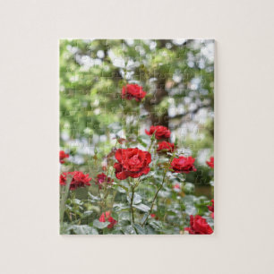 Rote Rosen Blume Naturfotografie Garten