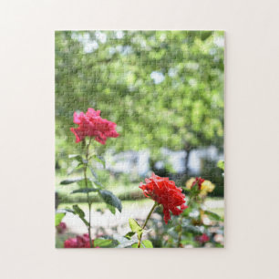 Rote Rosen Blume Naturfotografie Garten