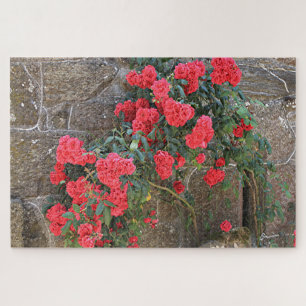 Rote Rosen, die auf Ziegelmauer klettern, Spanien
