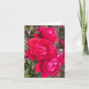 Rote Rosen, drei dunkle Rote Rosen im Garten Foto Karte