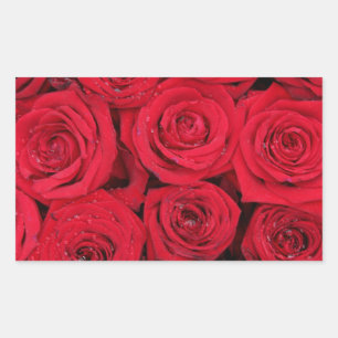 Rote Rosen durch Therosegarden Rechteckiger Aufkleber