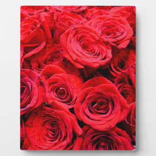 Rote Rosen Fotoplatte