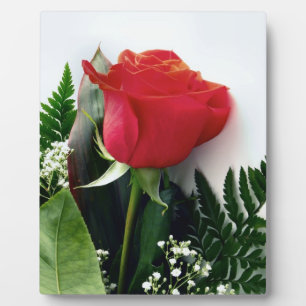 Rote Rosen Fotoplatte