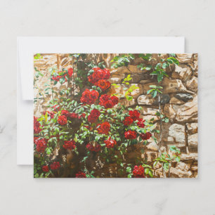 Rote Rosen gegen eine Steinmauer Postkarte