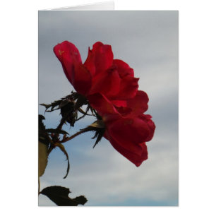 Rote Rosen gegen einen hellen blauen Himmel