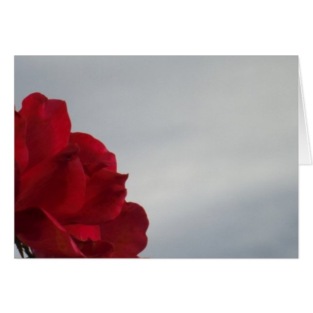 Rote Rosen gegen einen hellen blauen Himmel (Vorderseite (Horizontal))