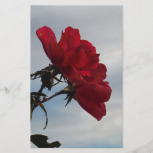 Rote Rosen gegen einen hellen blauen Himmel