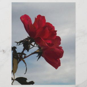 Rote Rosen gegen einen hellen blauen Himmel